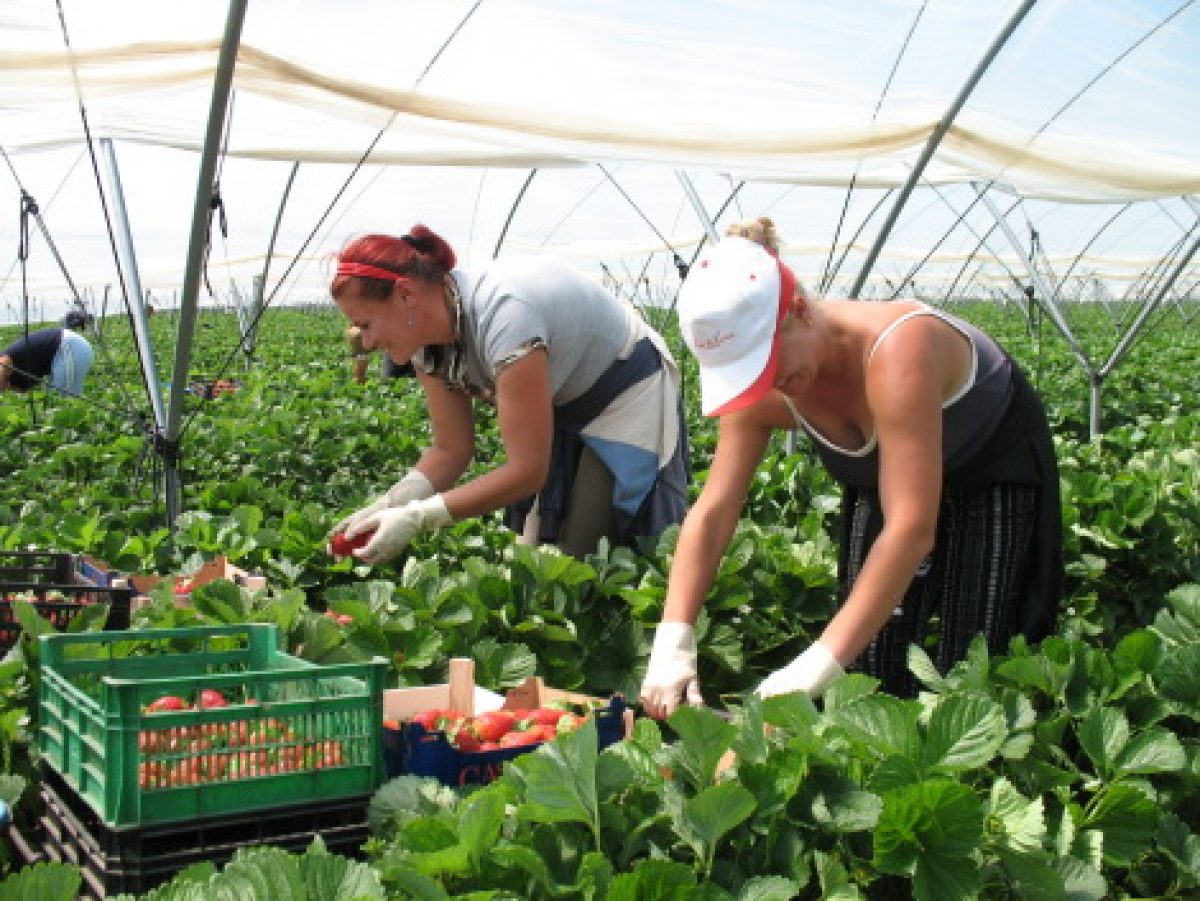 EURES/Spaniolii caută muncitori pentru agricultură