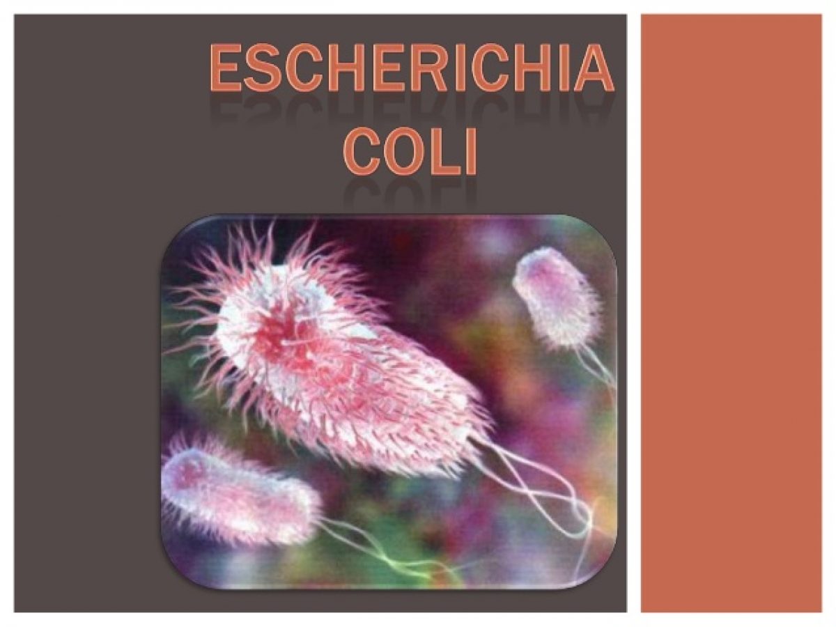 Escherichia coli: Transmitere, simptome şi tratament