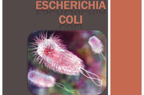 Escherichia coli: Transmitere, simptome şi tratament