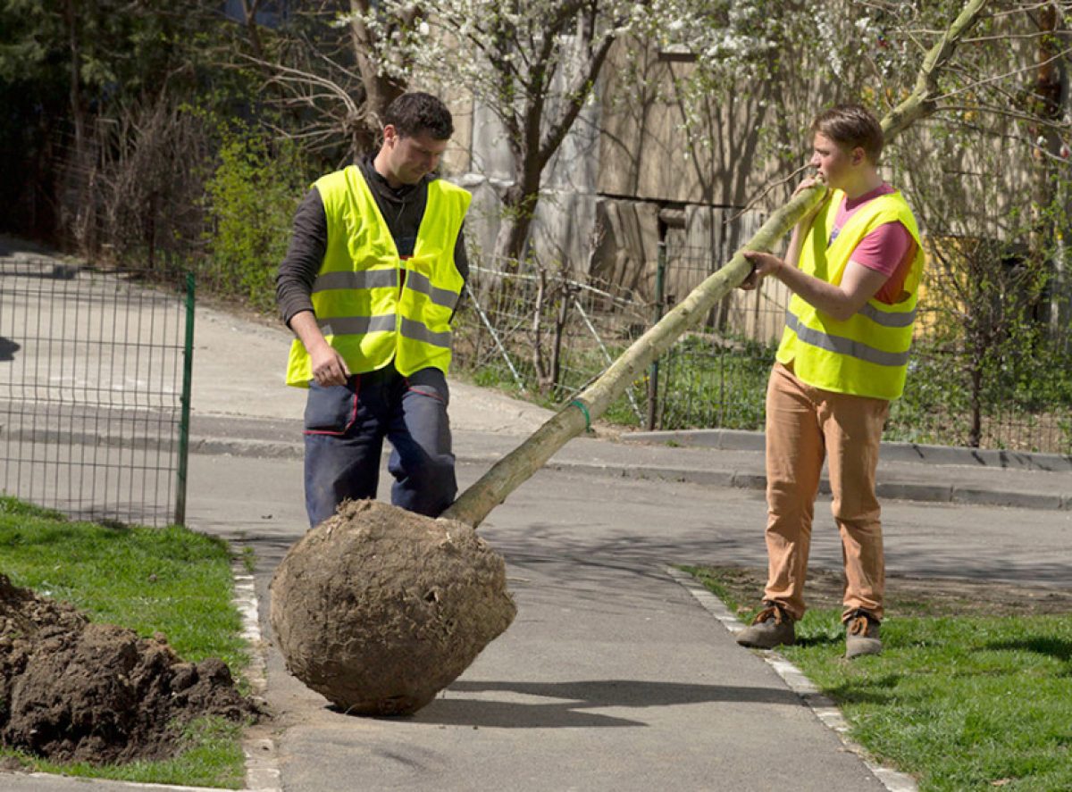 2.000 de platani plantaţi în cel mai verde sector