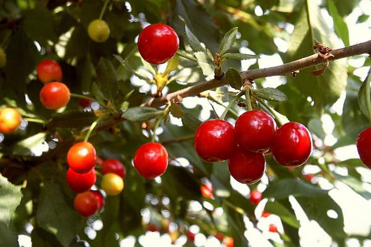 VREMEA ÎN LUNILE MAI, IUNIE ŞI IULIE