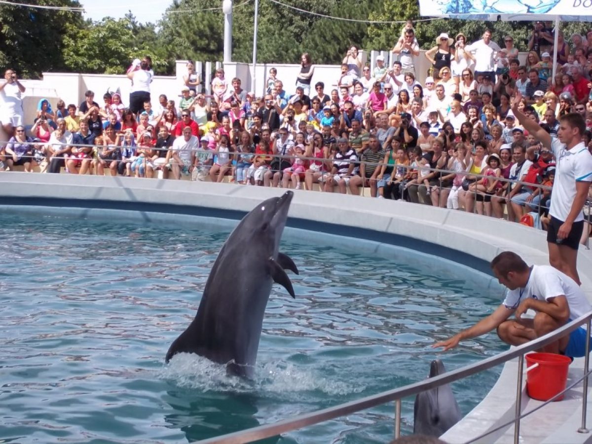 Delfinii Ni Ni şi Chen Chen dau spectacol în  casă nouă