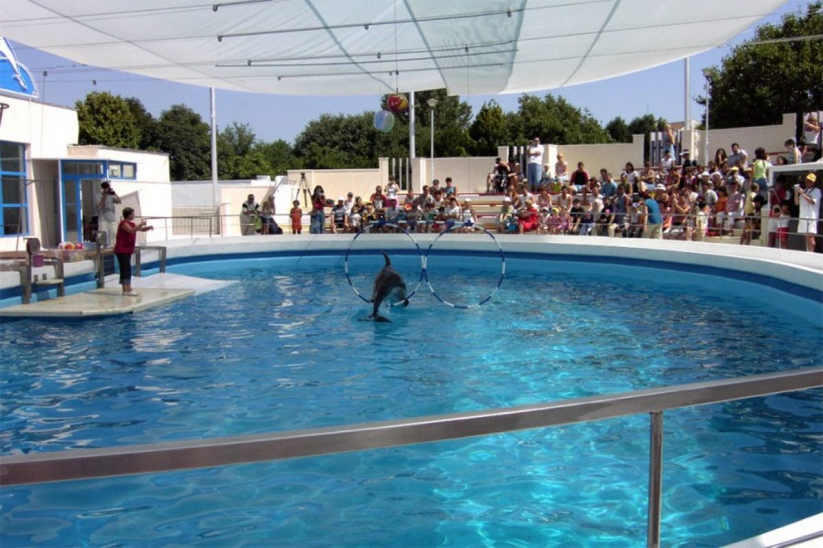 Trei spectacole pe zi la Delfinariu