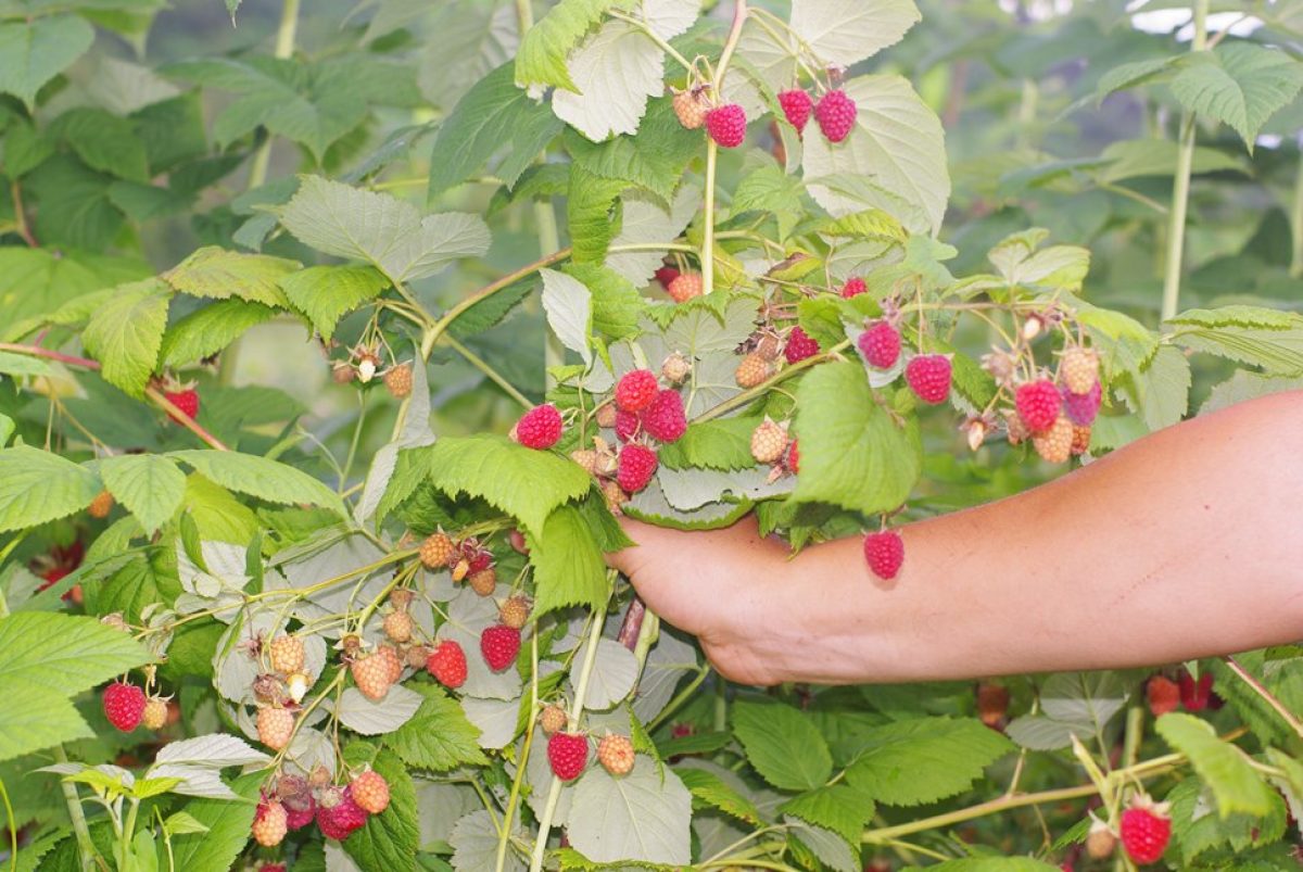 Posturi vacante în UE/Muncitorii pentru agricultură, din  nou la mare căutare