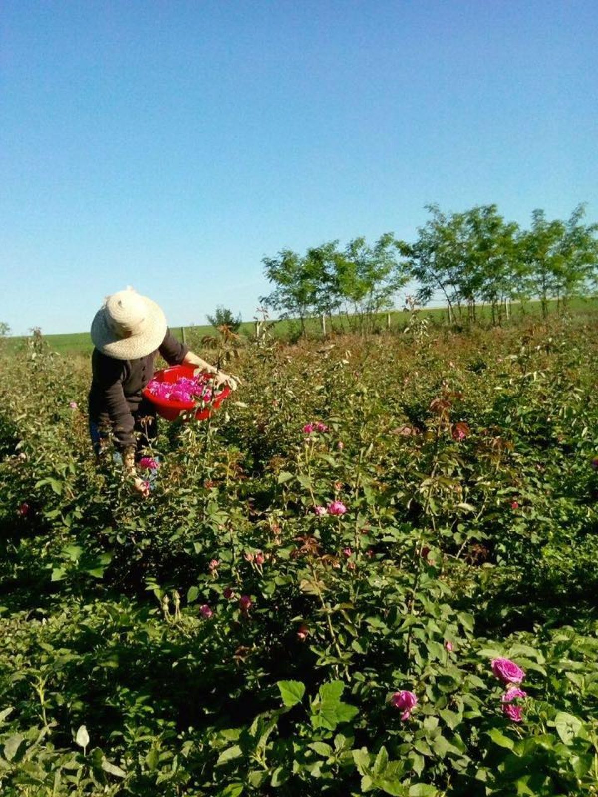 “Deliciul Mihaelei”, la Botoşani. Cum se construieşte din trandafiri un brand