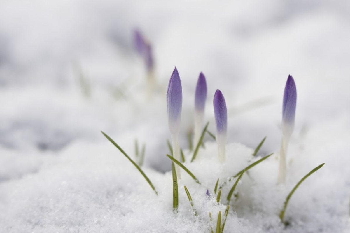 Prognoza pe trei luni/Primăvară mai răcoroasă şi cu multe precipitaţii