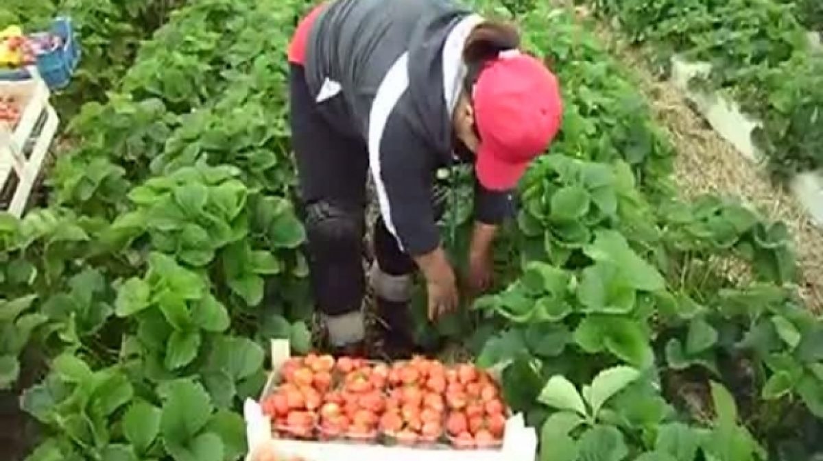 Locuri vacante în UE/Agricultorii, cei mai căutaţi